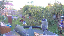 Load image into Gallery viewer, FeatherSnap Smart Bird Feeder