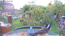 Load image into Gallery viewer, FeatherSnap Smart Bird Feeder